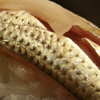 mackerel